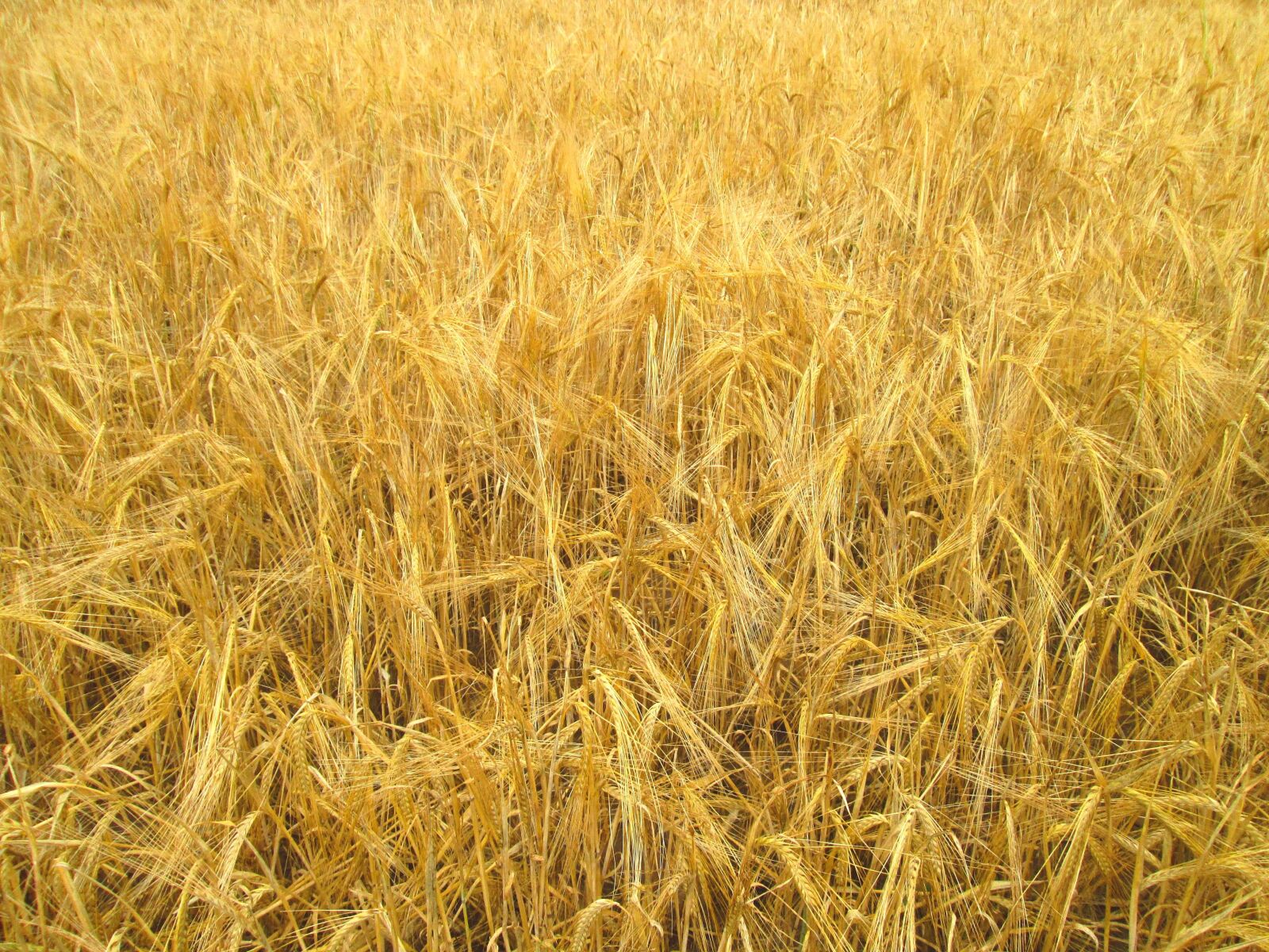 Canon PowerShot A810 sample photo. Straw, hay, field photography