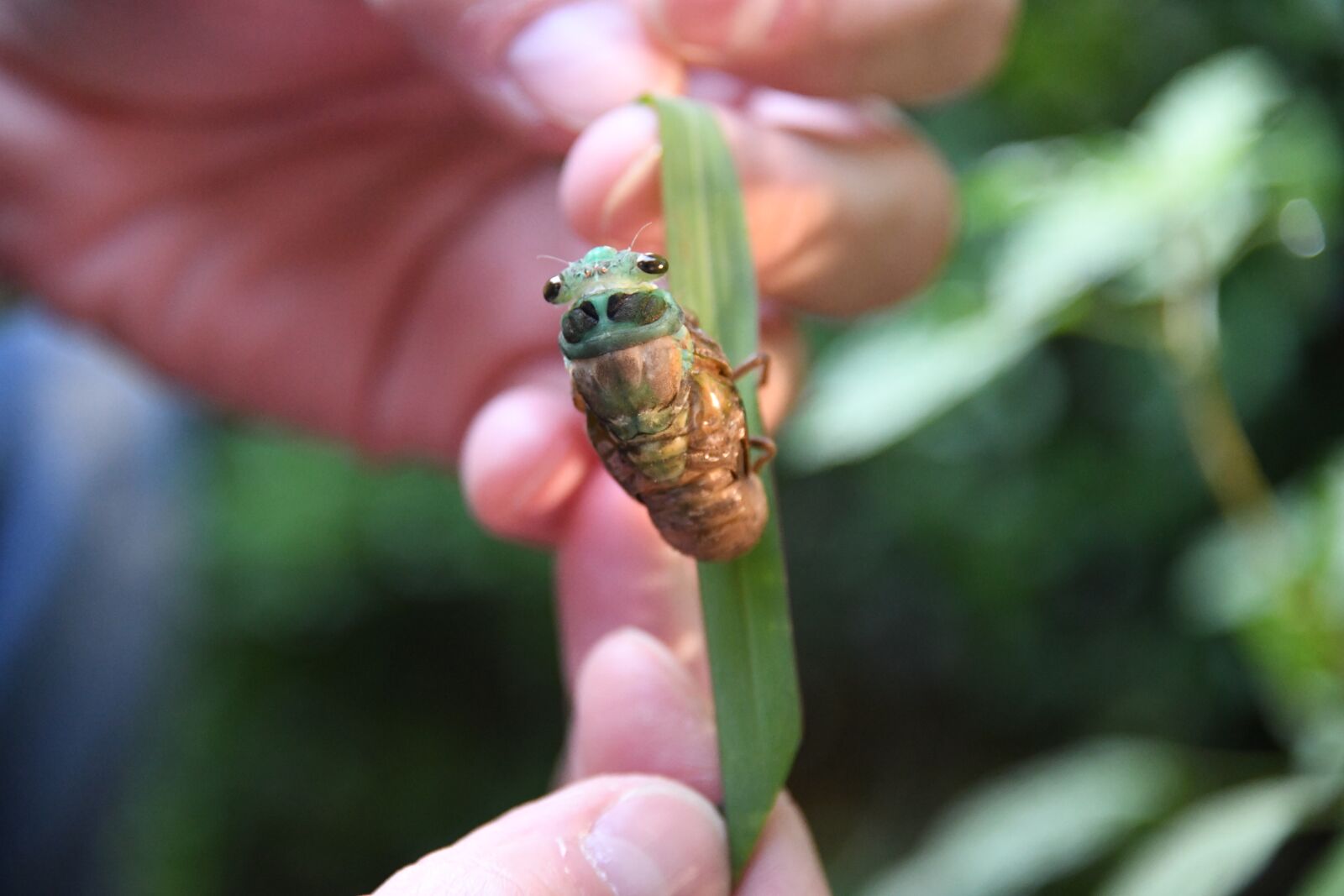 Nikon D850 sample photo. Cicada, cicadoidea, insect photography