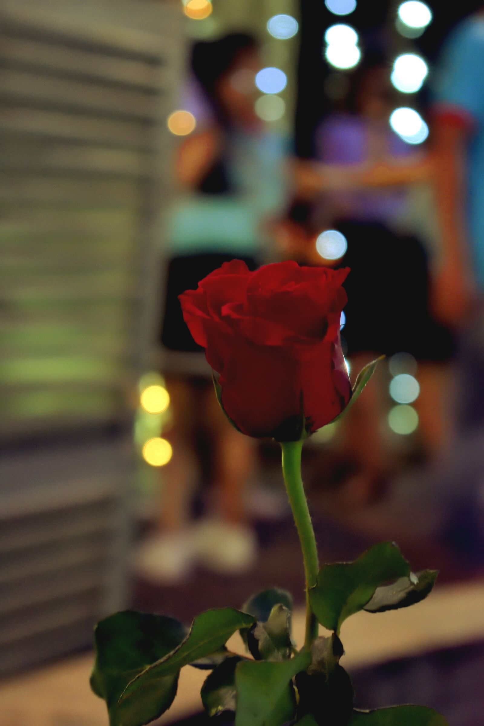 Nikon D3400 sample photo. Roses, bokeh, nice photography
