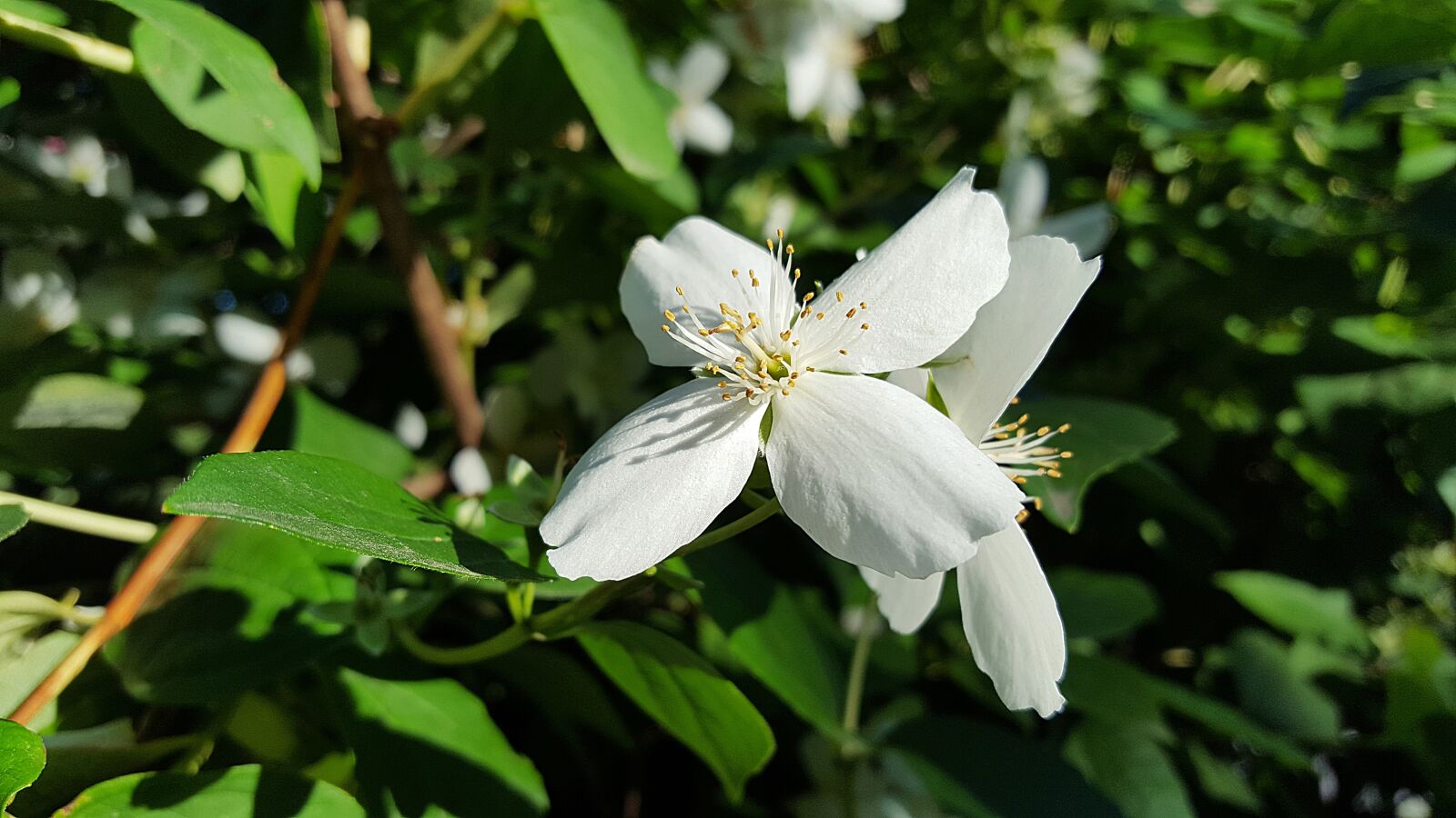 Samsung Galaxy S6 sample photo. Jasmine, plant, flower photography