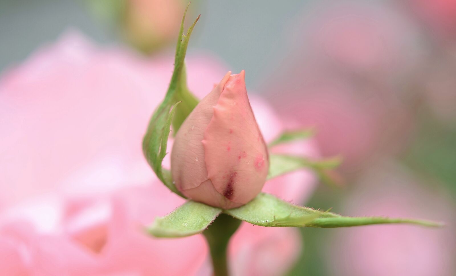 Nikon D7000 sample photo. Rose, pink, flower photography