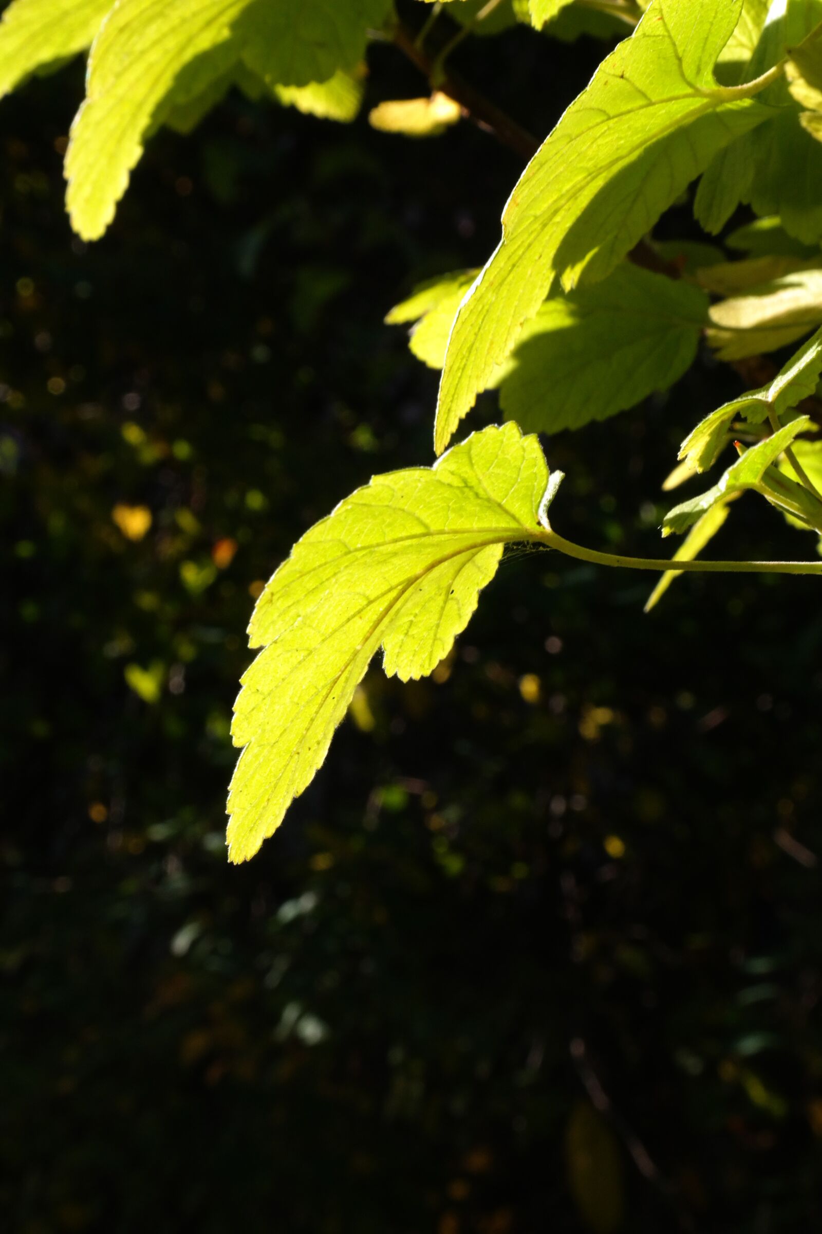 Samsung NX300 sample photo. Leaf, backlighting, bright photography