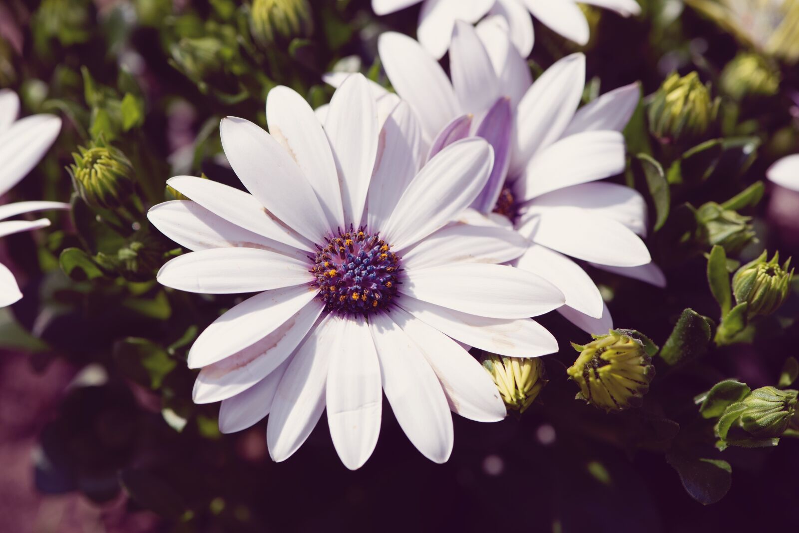 Nikon D750 sample photo. Cape daisies, flowers, white photography