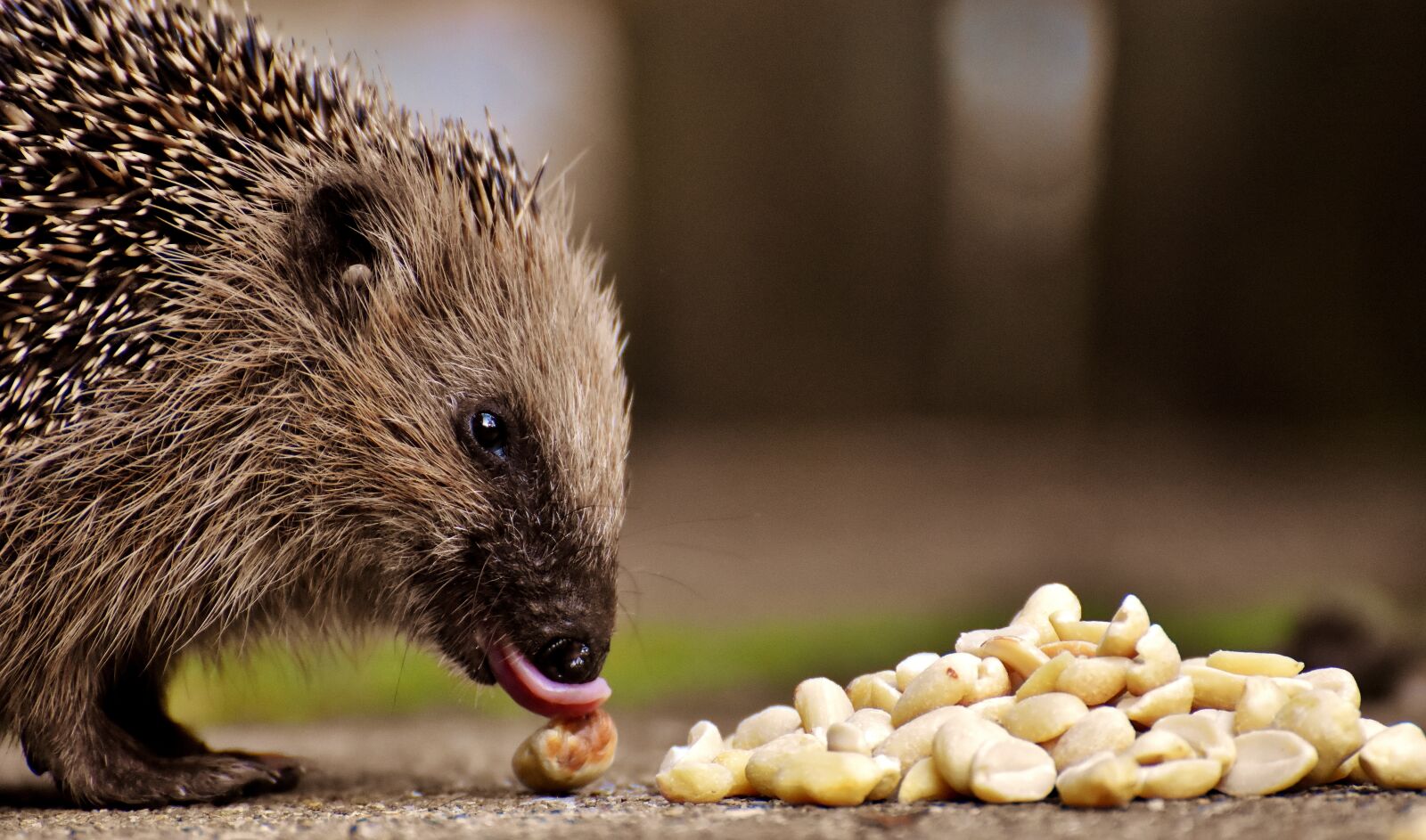 Nikon D7200 sample photo. Hedgehog child, young hedgehog photography