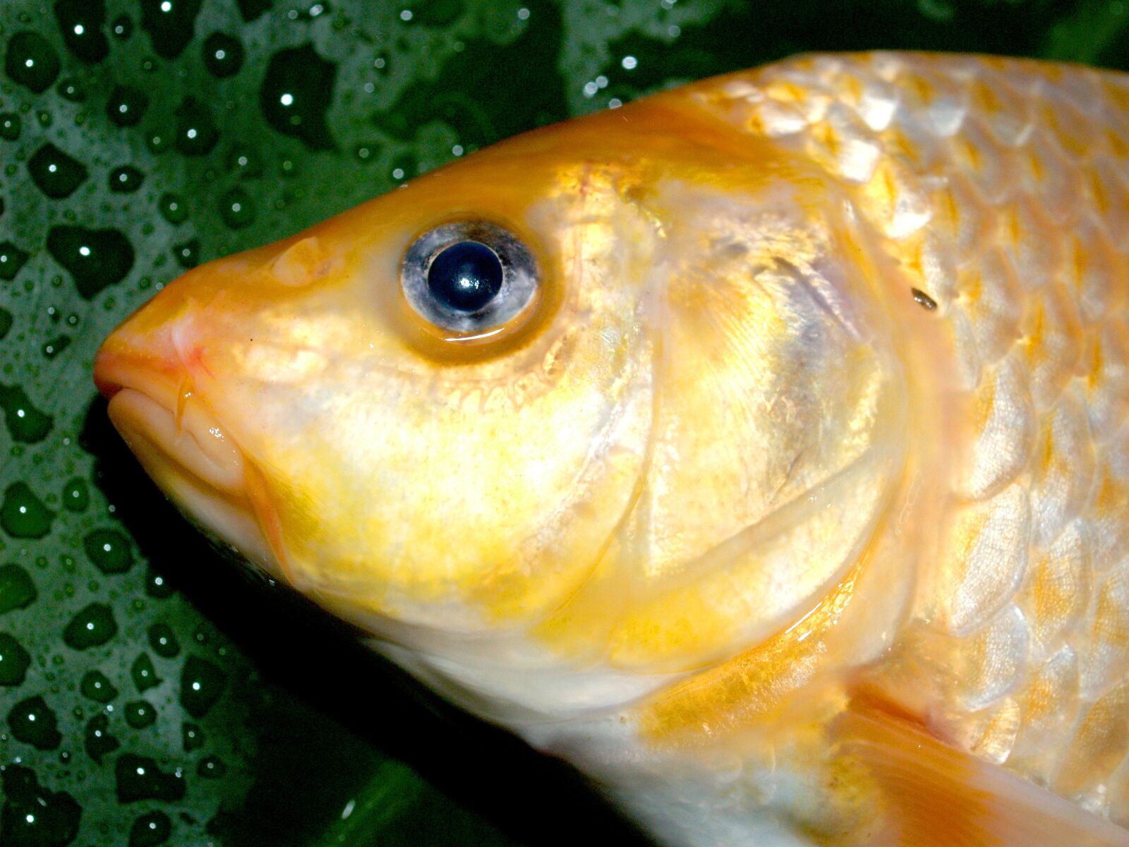 Olympus E-300 (EVOLT E-300) sample photo. Fish, carp, meal photography