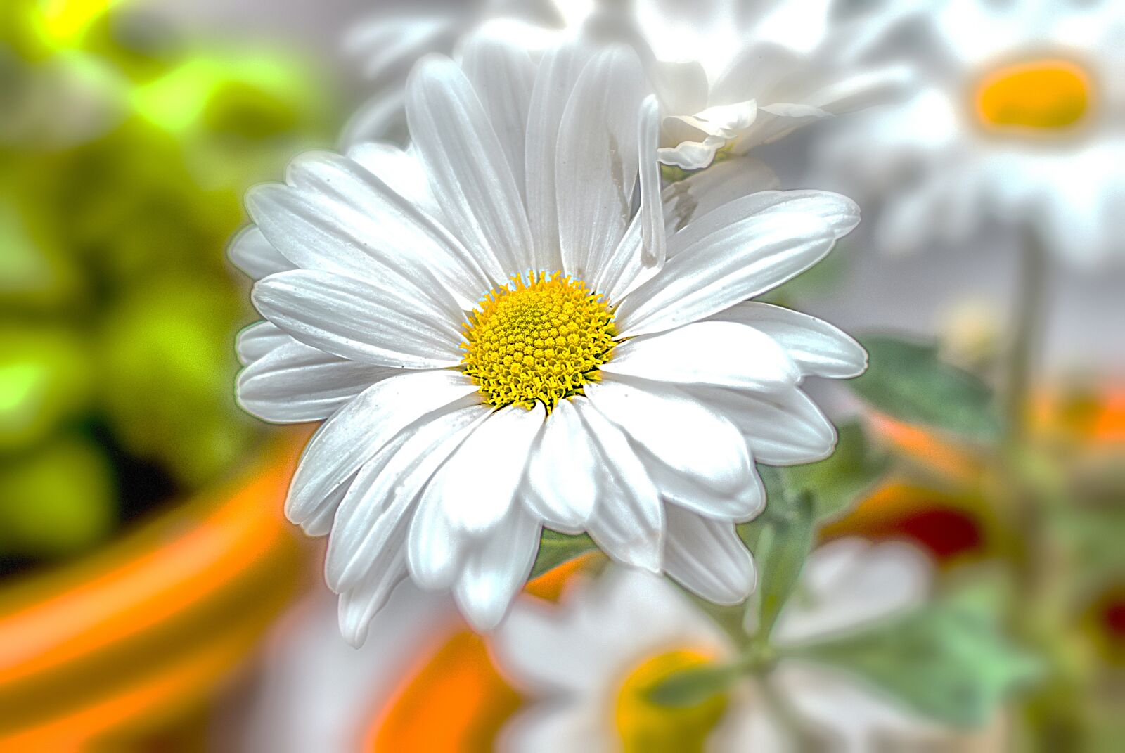 Nikon D60 sample photo. Flower, flower g rbel photography