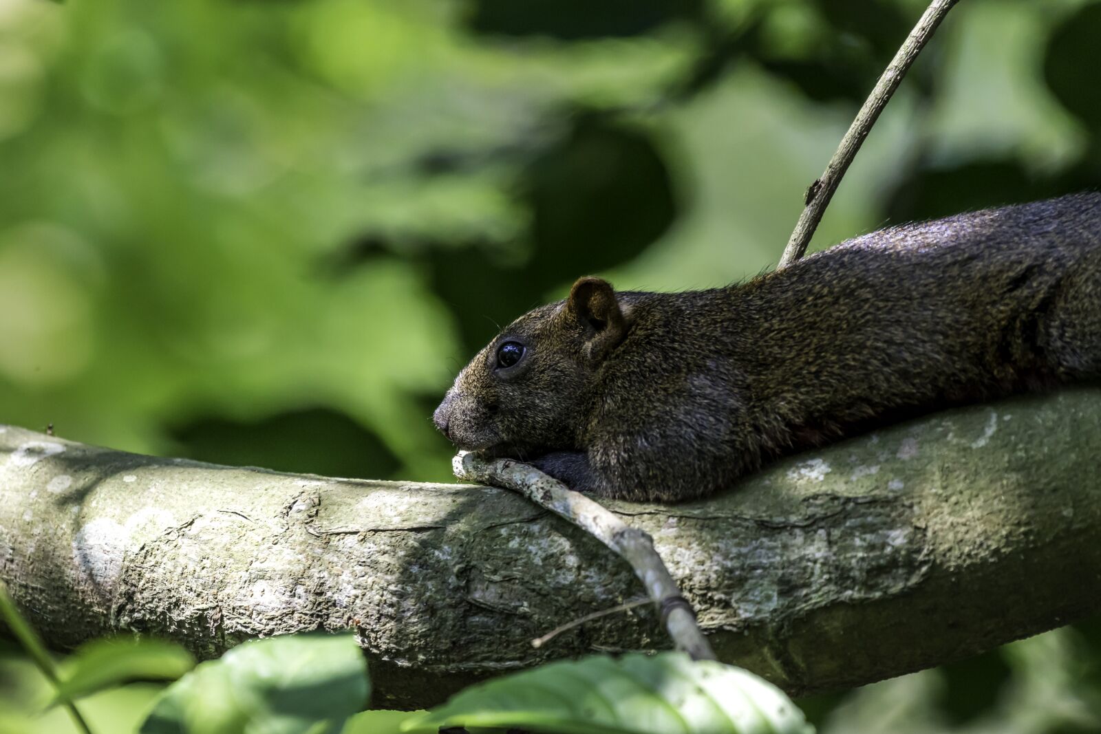 Nikon D5500 sample photo. Mammal, wildlife, nature photography
