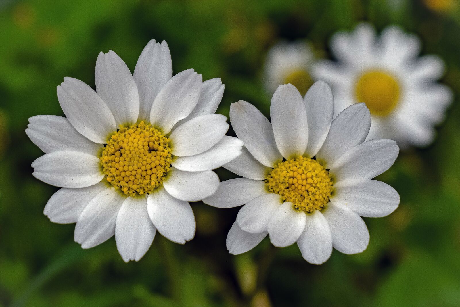 Nikon D3300 sample photo. Daisies, daisy, flower photography