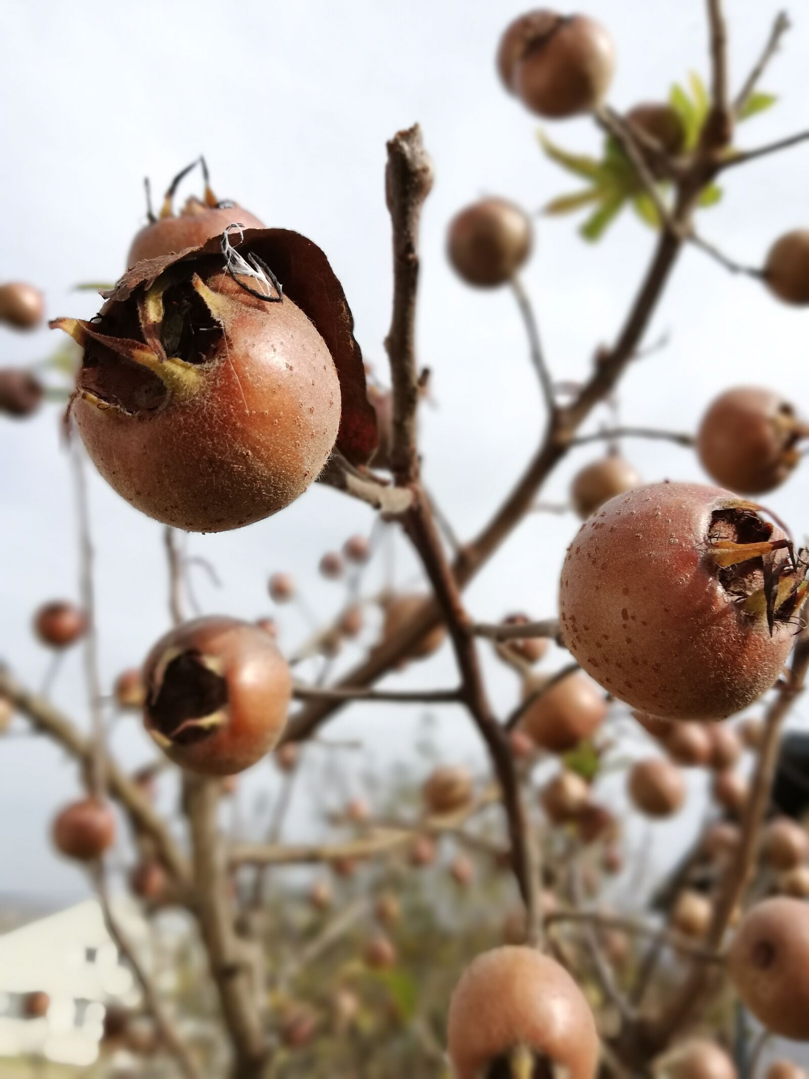 HUAWEI Mate 10 Lite sample photo. Fruit, tree, autumn photography