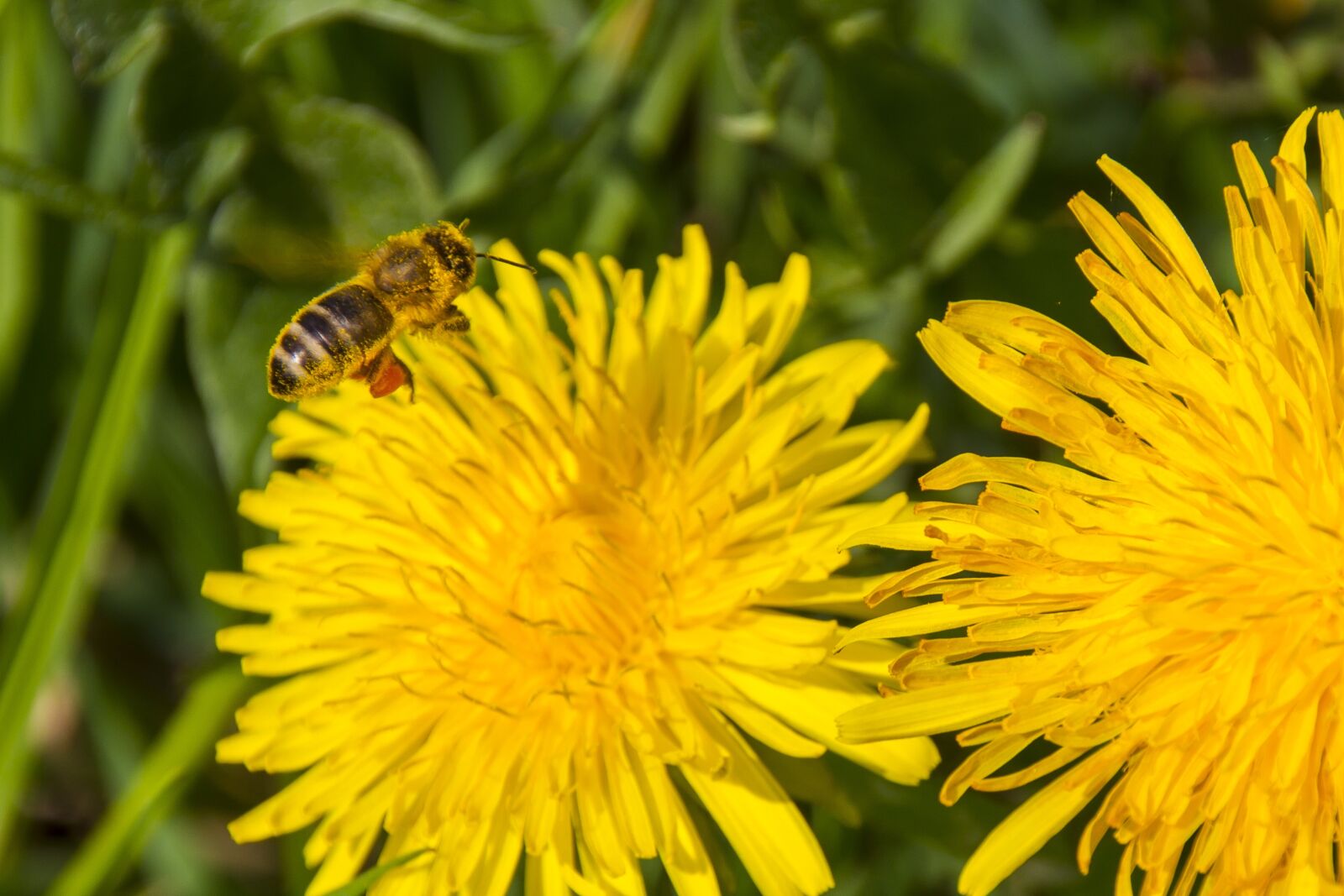 Canon EOS 7D sample photo. Pollen, bee, dandelion photography