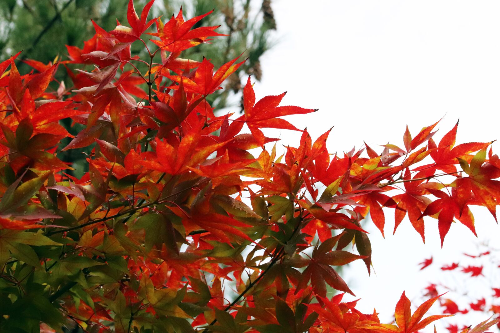 Canon EOS 800D (EOS Rebel T7i / EOS Kiss X9i) sample photo. Autumn, autumn leaves, colorful photography