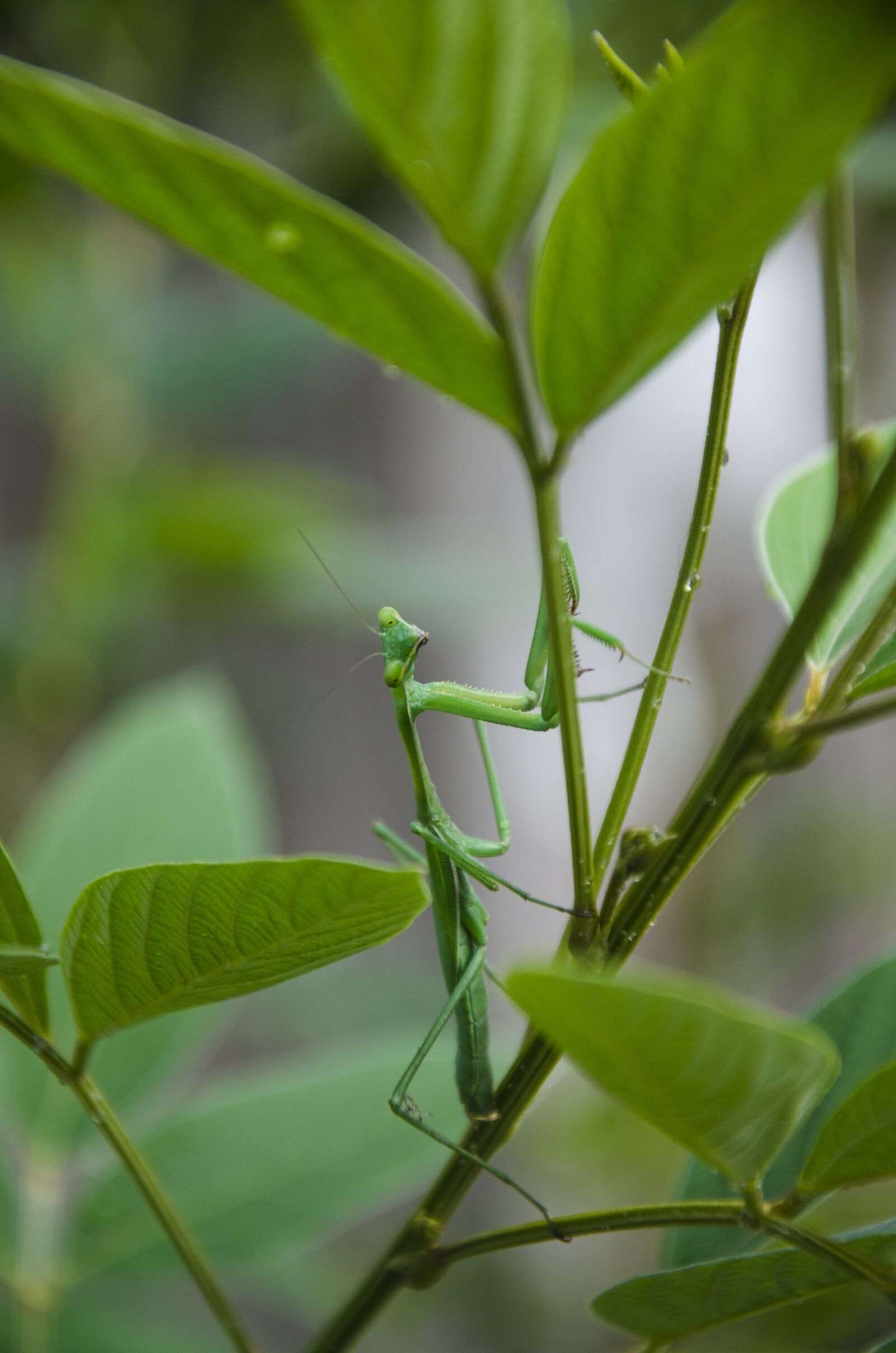Nikon D7000 sample photo. Mantis, green, insect photography