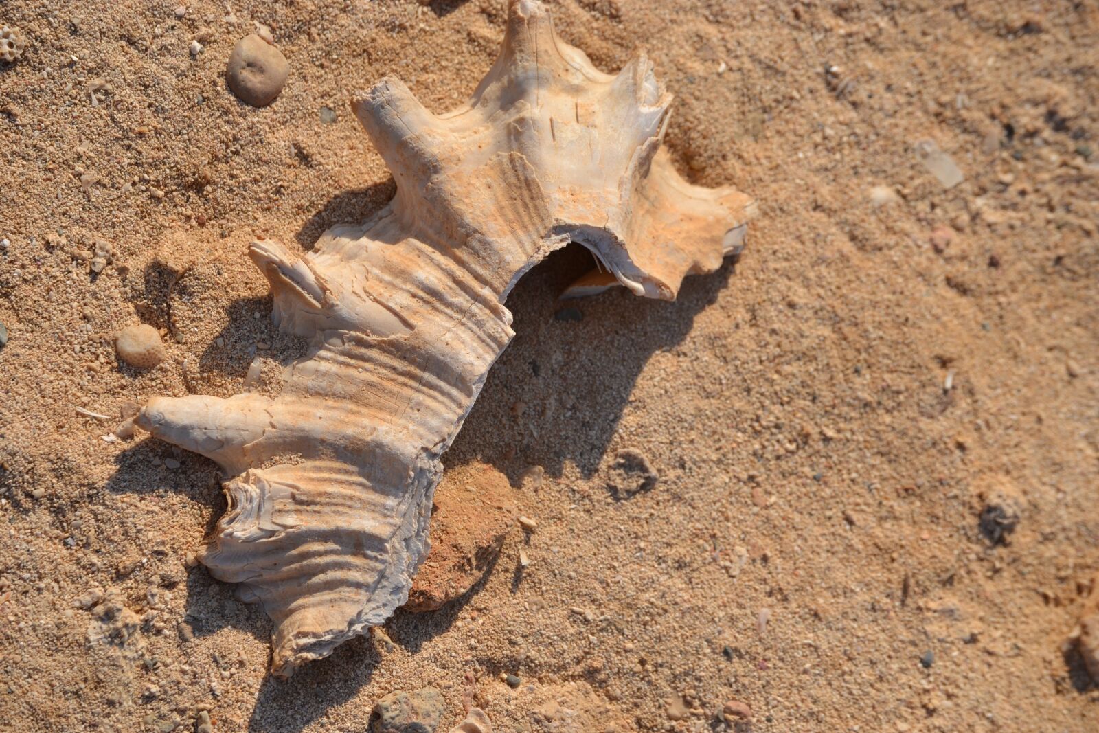 Nikon D3100 sample photo. Clams, shells, sand photography