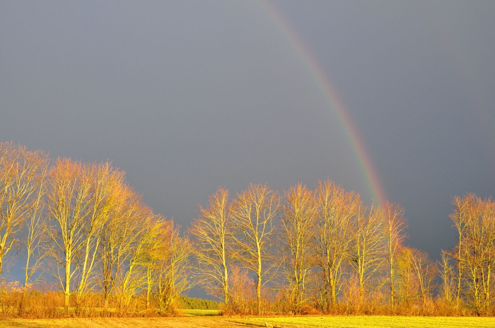 Nikon D90 sample photo. Rainbow, trees, sky photography