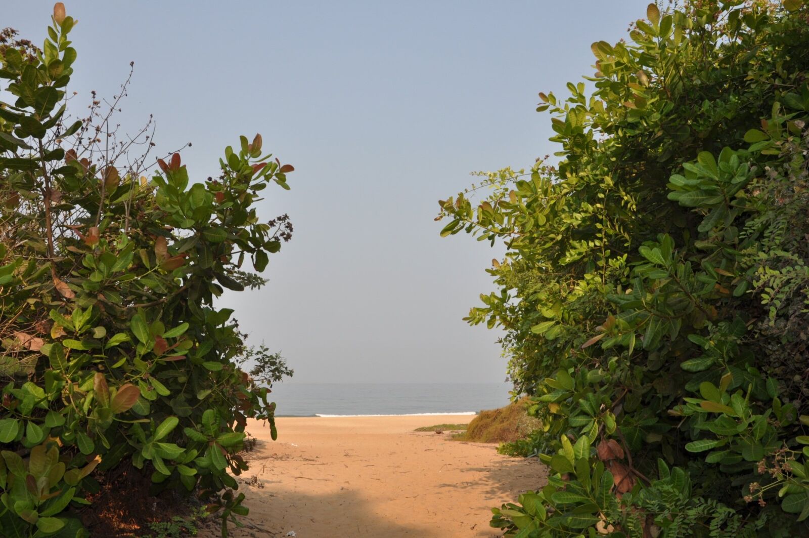 Nikon D90 sample photo. India, goa, the road photography