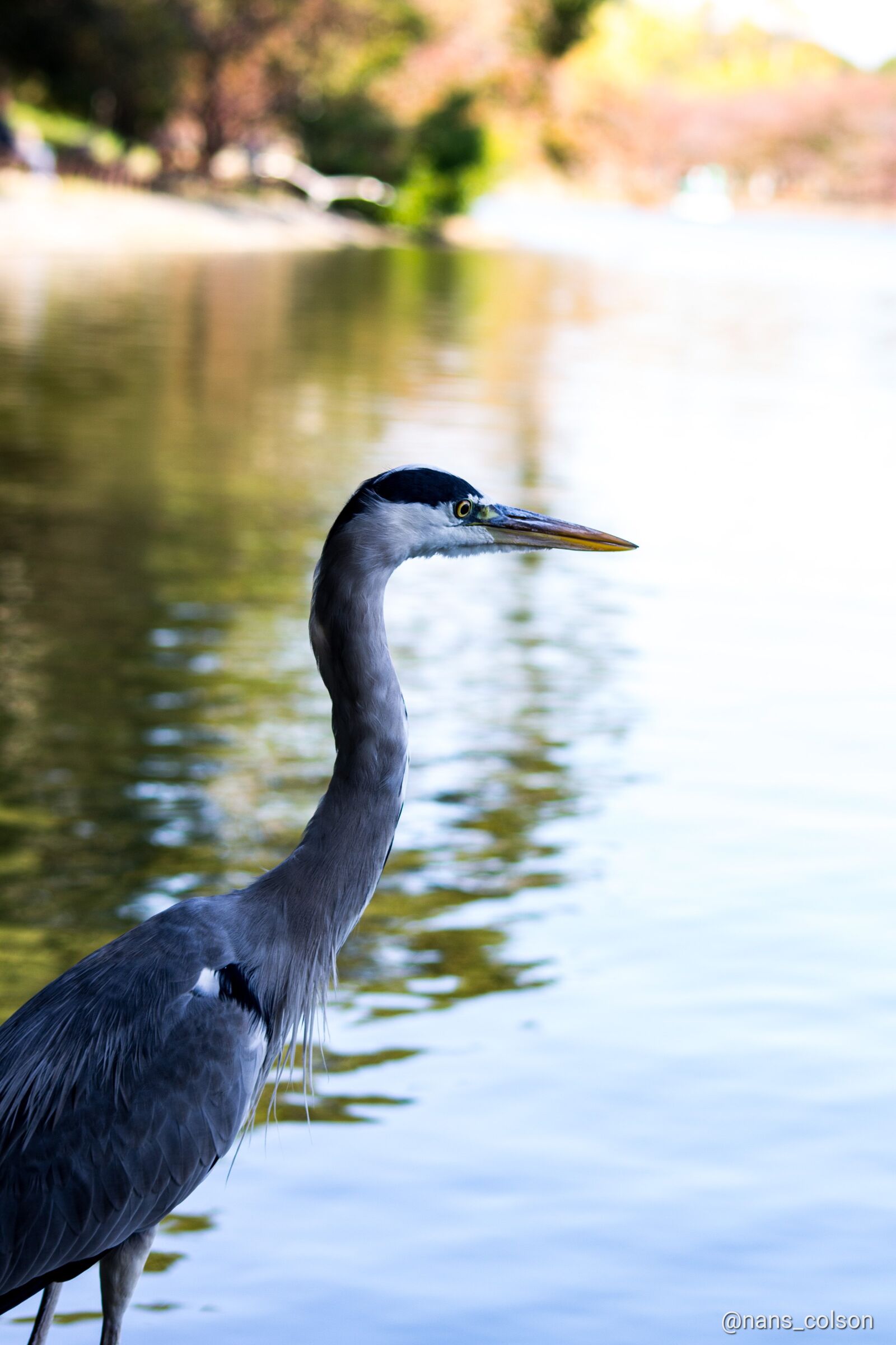 Canon EOS 1100D (EOS Rebel T3 / EOS Kiss X50) sample photo. Heron, bird, japan photography