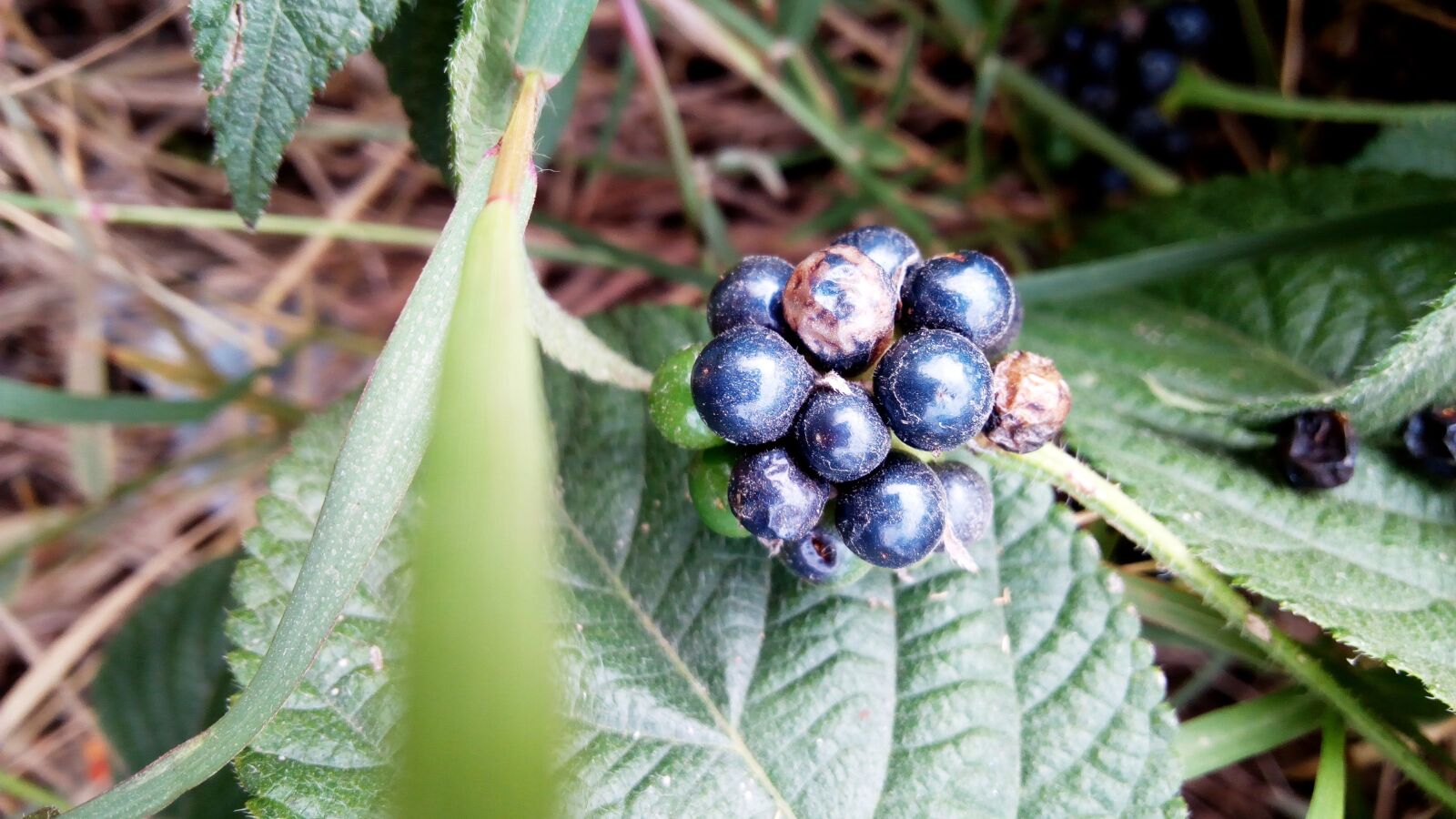 Infinix HOT 4 sample photo. Nature, photography, love photography