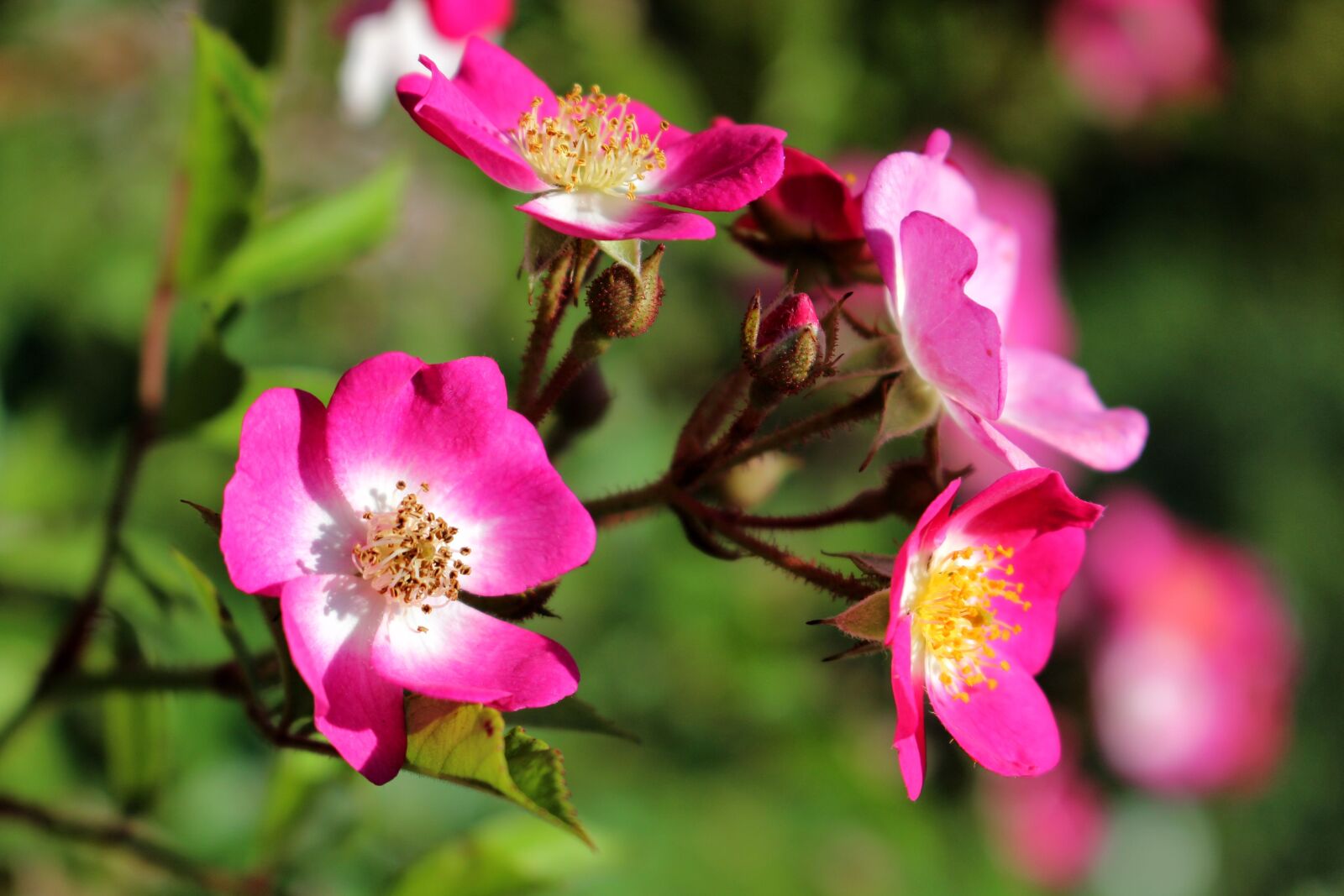 Canon EOS 700D (EOS Rebel T5i / EOS Kiss X7i) sample photo. Roses, rose, flowers photography