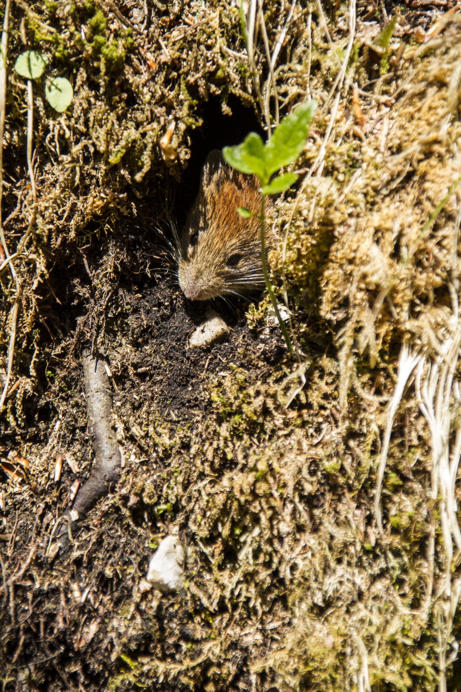 Canon EOS 7D sample photo. Mouse, forest, animal photography