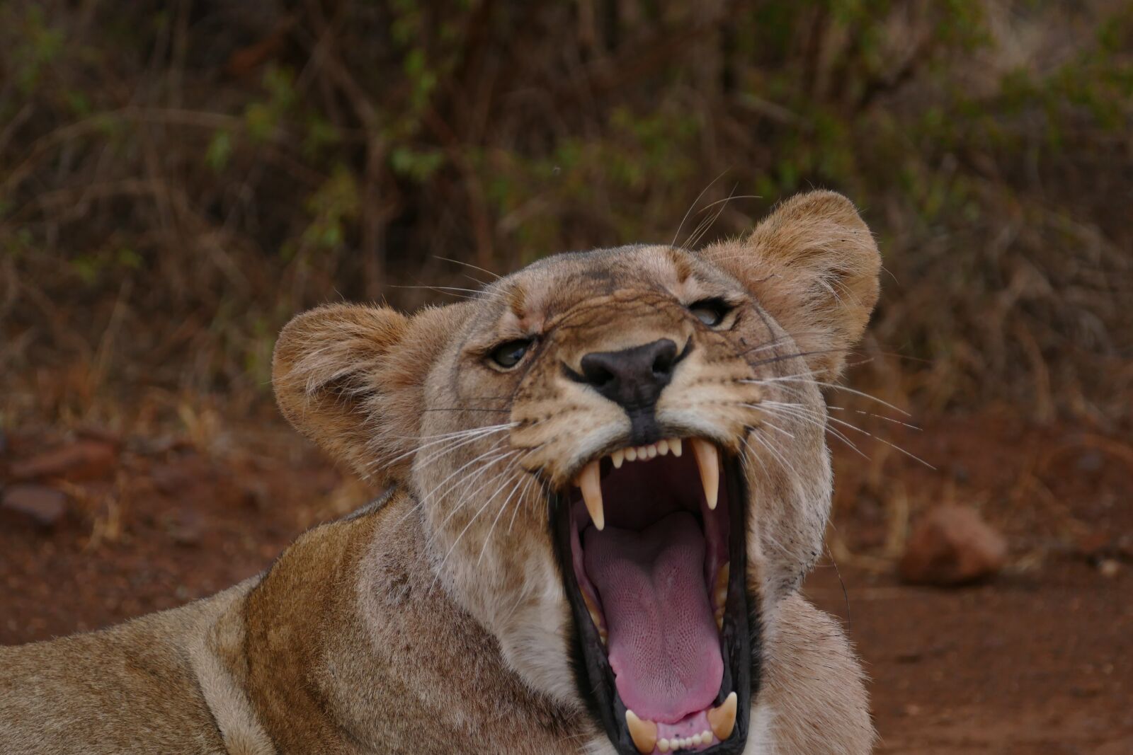 Leica V-Lux (Typ 114) sample photo. Africa, lion, safari photography