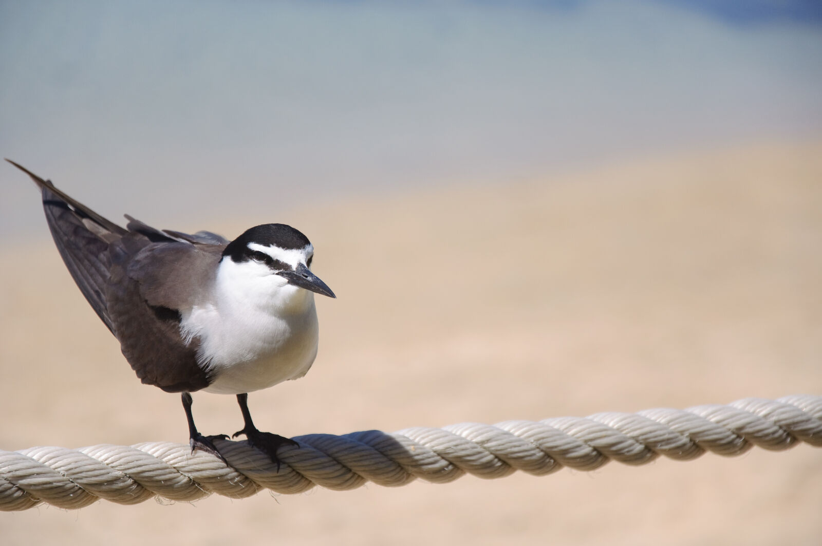 Nikon D90 sample photo. View, of, bird, perching photography