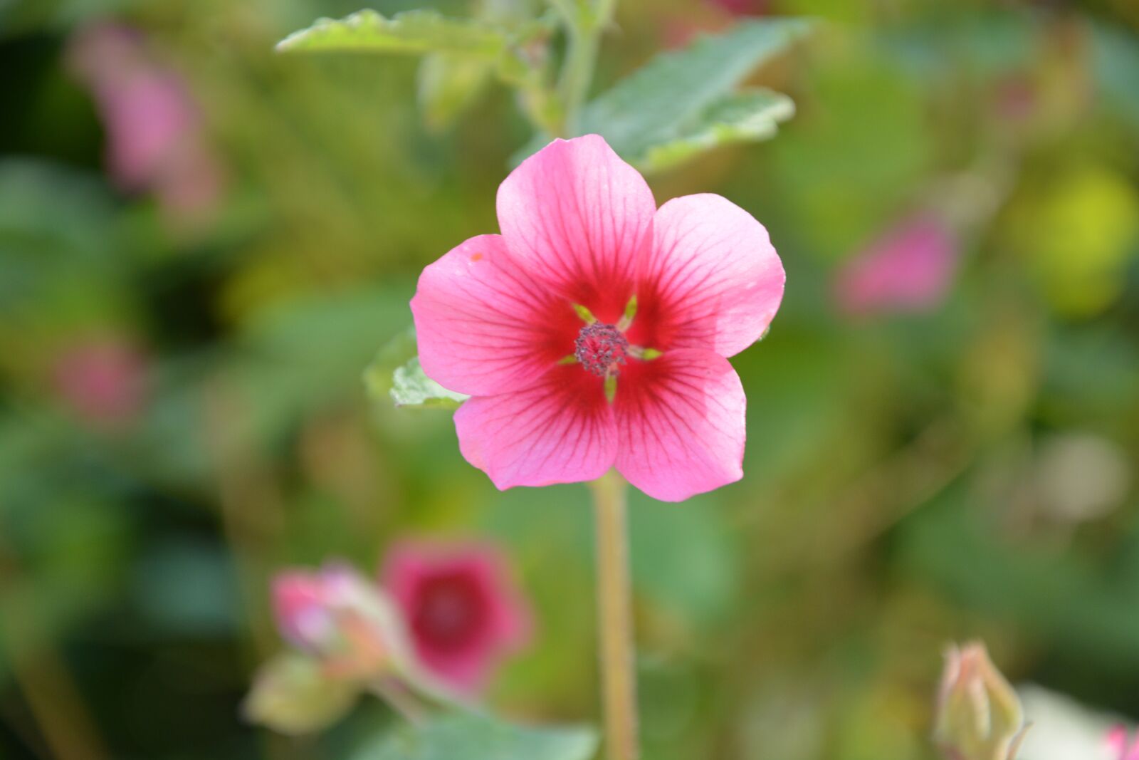 Nikon D5200 sample photo. Wild flower, nature, pink photography