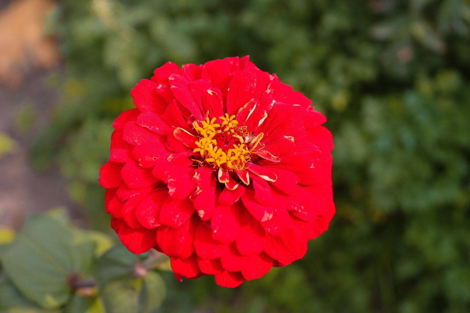 Canon EOS 100D (EOS Rebel SL1 / EOS Kiss X7) sample photo. Zinnia, flower, bloom photography