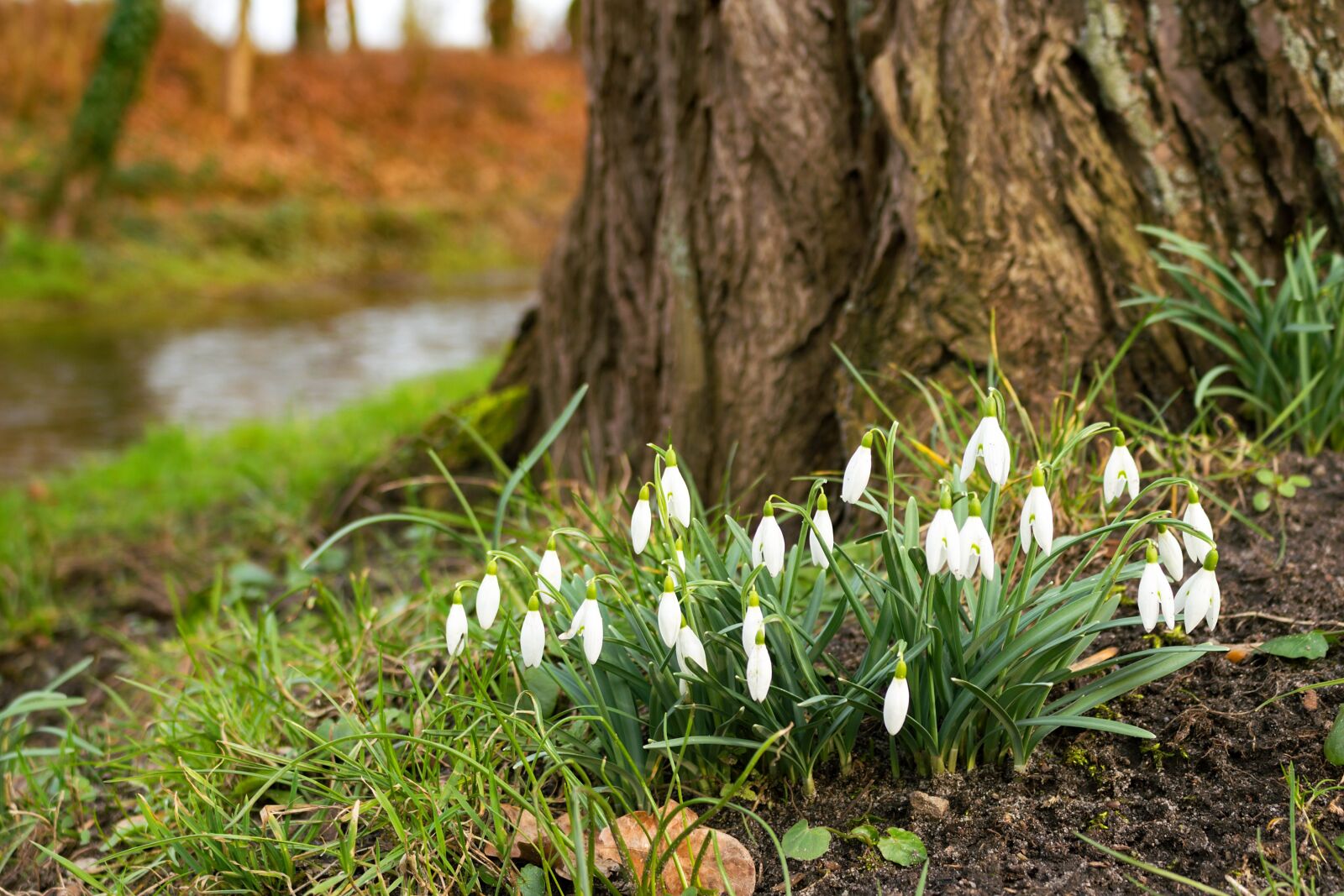 Canon EOS 700D (EOS Rebel T5i / EOS Kiss X7i) sample photo. Snowdrop, flower, spring photography