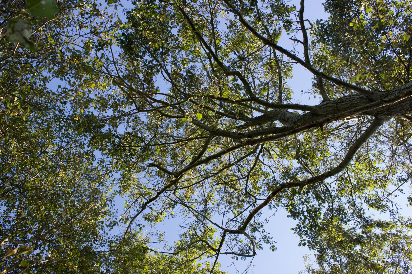 Canon EOS 600D (Rebel EOS T3i / EOS Kiss X5) sample photo. Tree, below, green photography