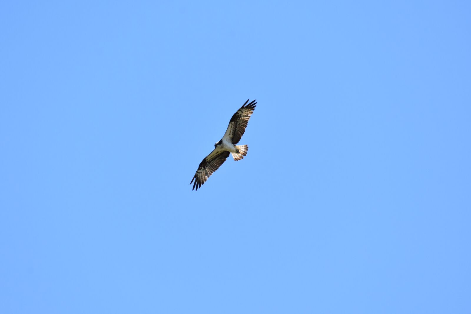 Nikon D7200 sample photo. Animal, sky, bird photography