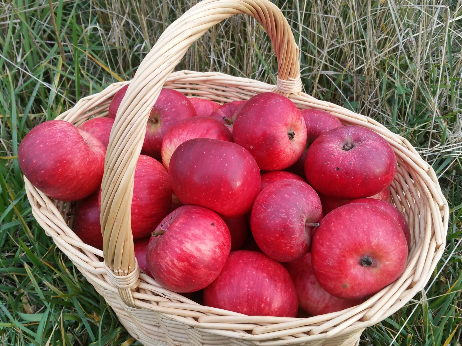 Samsung Galaxy S5 LTE-A sample photo. Apples, fruit, red photography