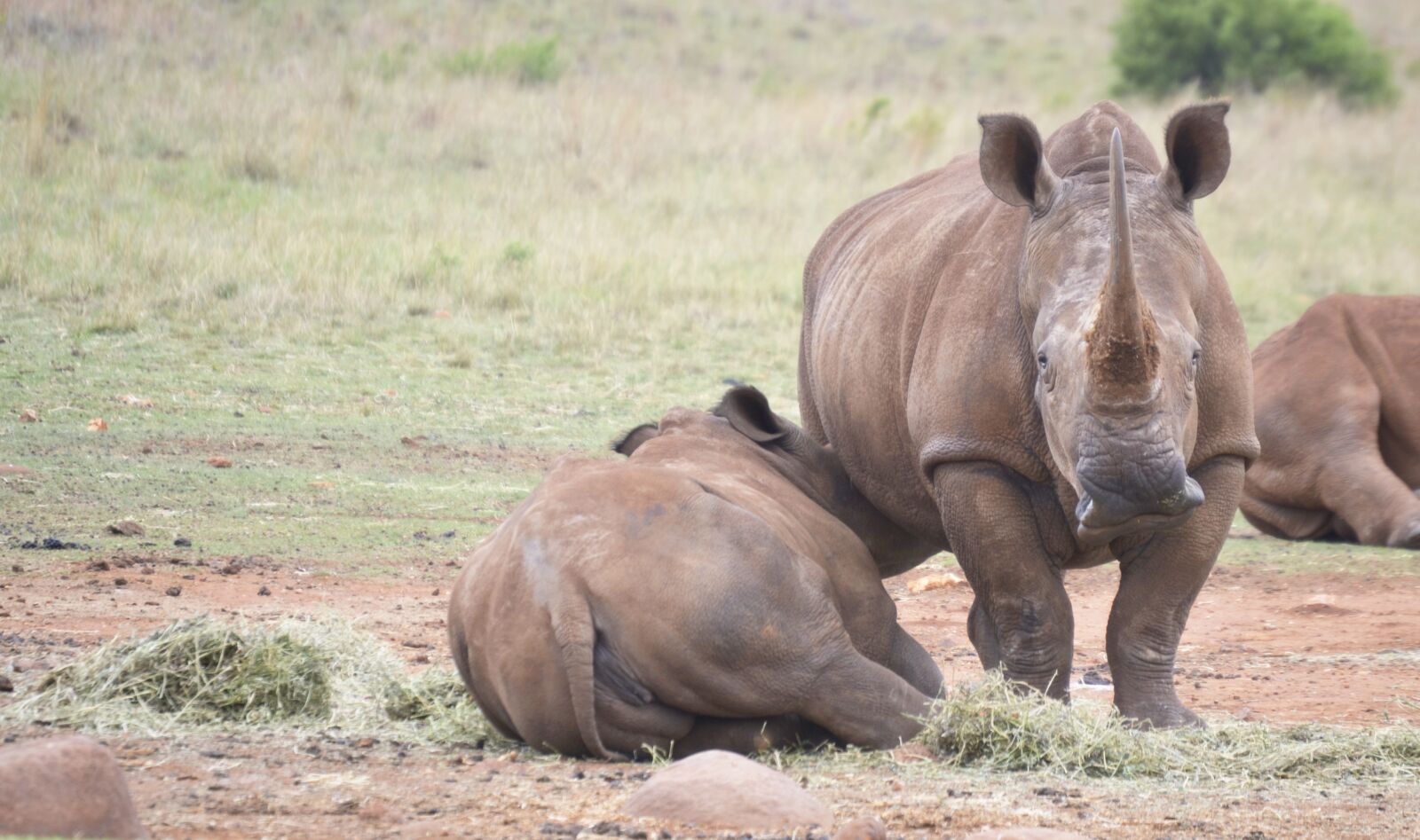Nikon D3100 sample photo. Rhino, mammal, baby photography