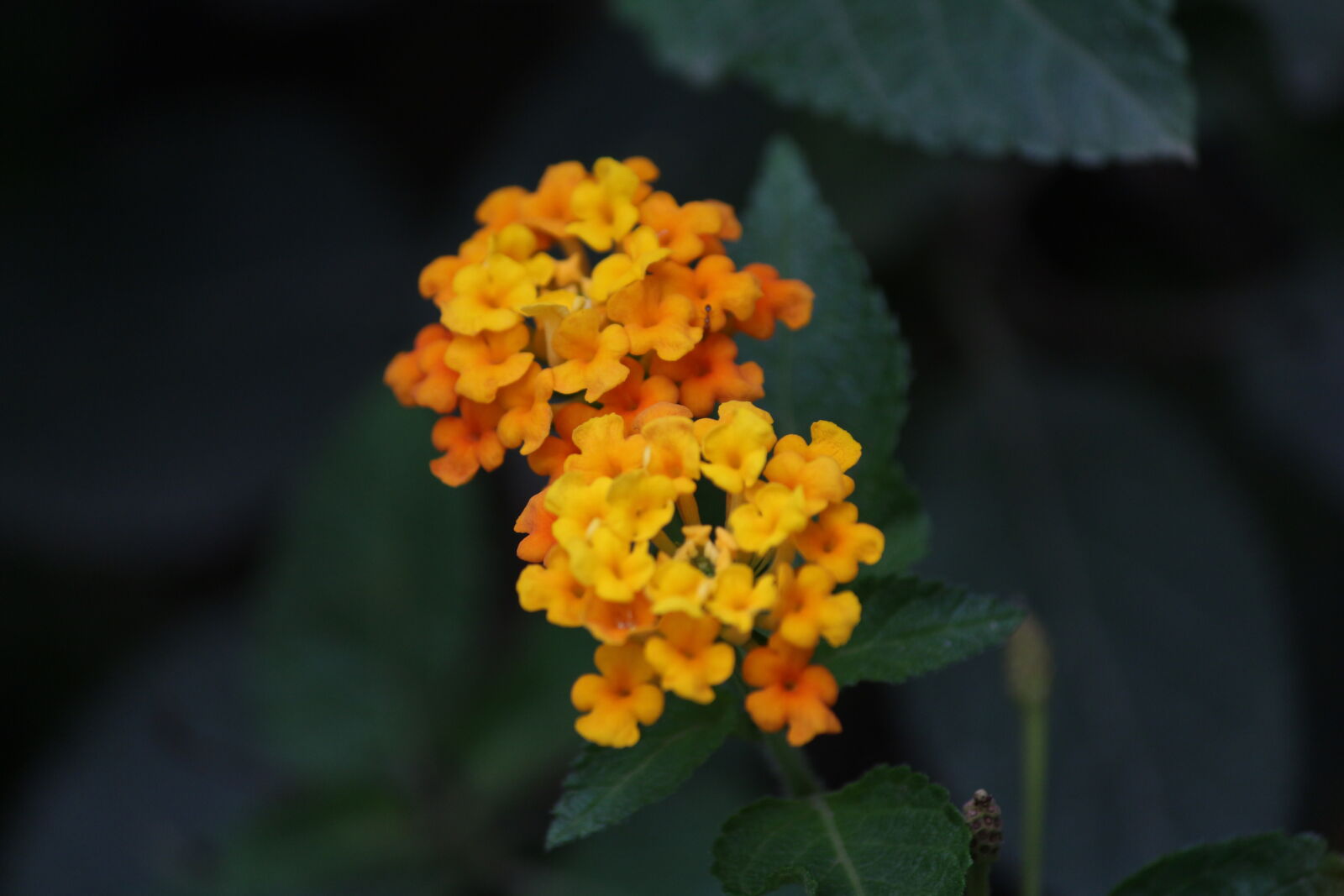 Canon EOS 700D (EOS Rebel T5i / EOS Kiss X7i) sample photo. Beautiful, flowers photography