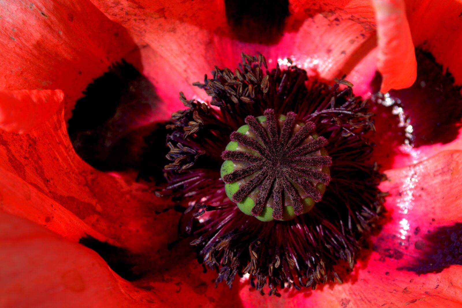 Nikon D5100 sample photo. Poppy, red, red poppy photography