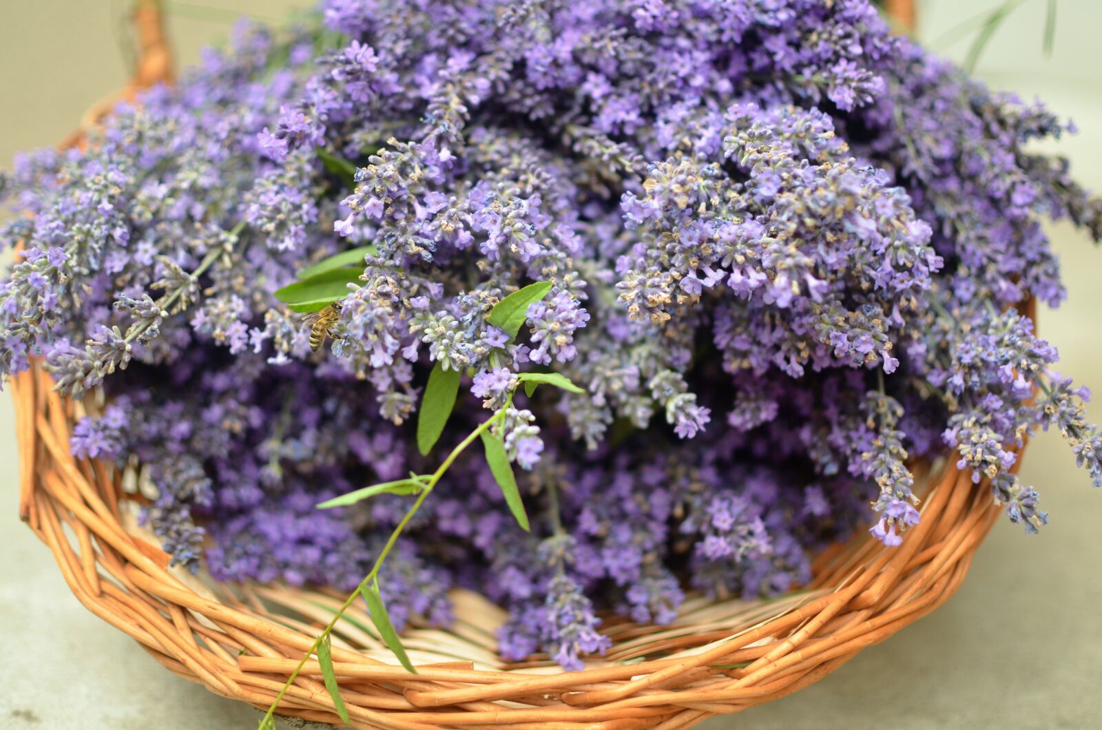 Nikon D5100 sample photo. Lavender, basket, bee photography