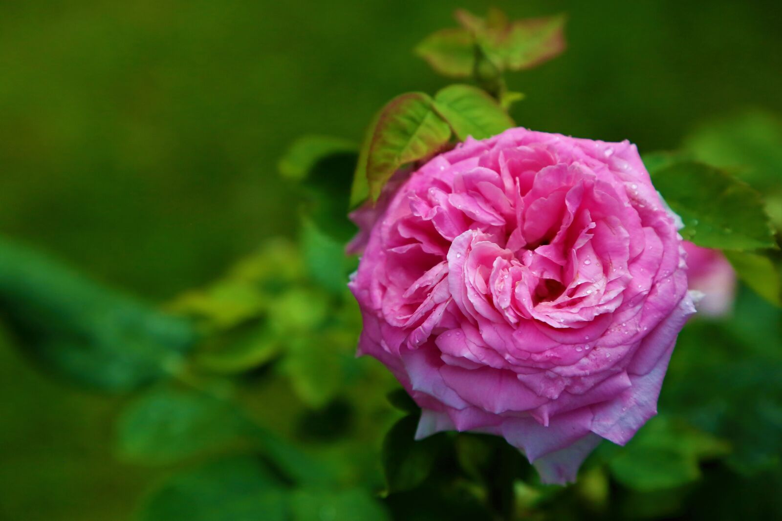 Canon EF 24-105mm F4L IS USM sample photo. Rose, pink, spring photography