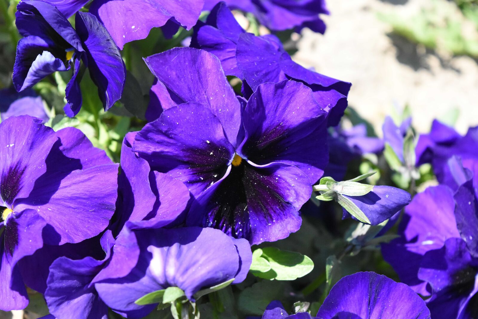 Nikon D5500 sample photo. Beautiful flowers, flower garden photography
