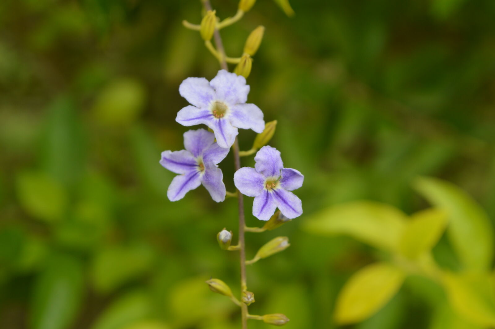 Nikon D3200 sample photo