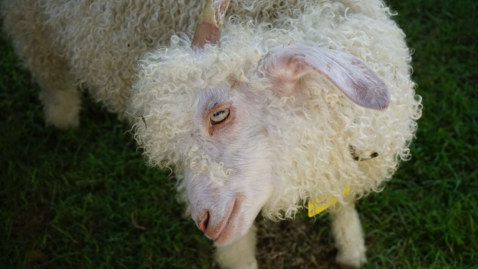 Sony a5100 sample photo. Alpaca, safari, park photography
