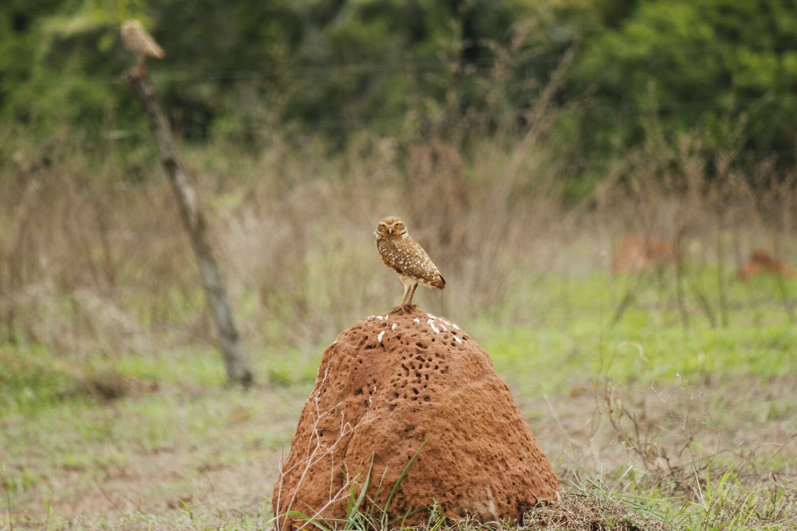 Canon EOS 550D (EOS Rebel T2i / EOS Kiss X4) sample photo. Aguilon, ave, animal photography