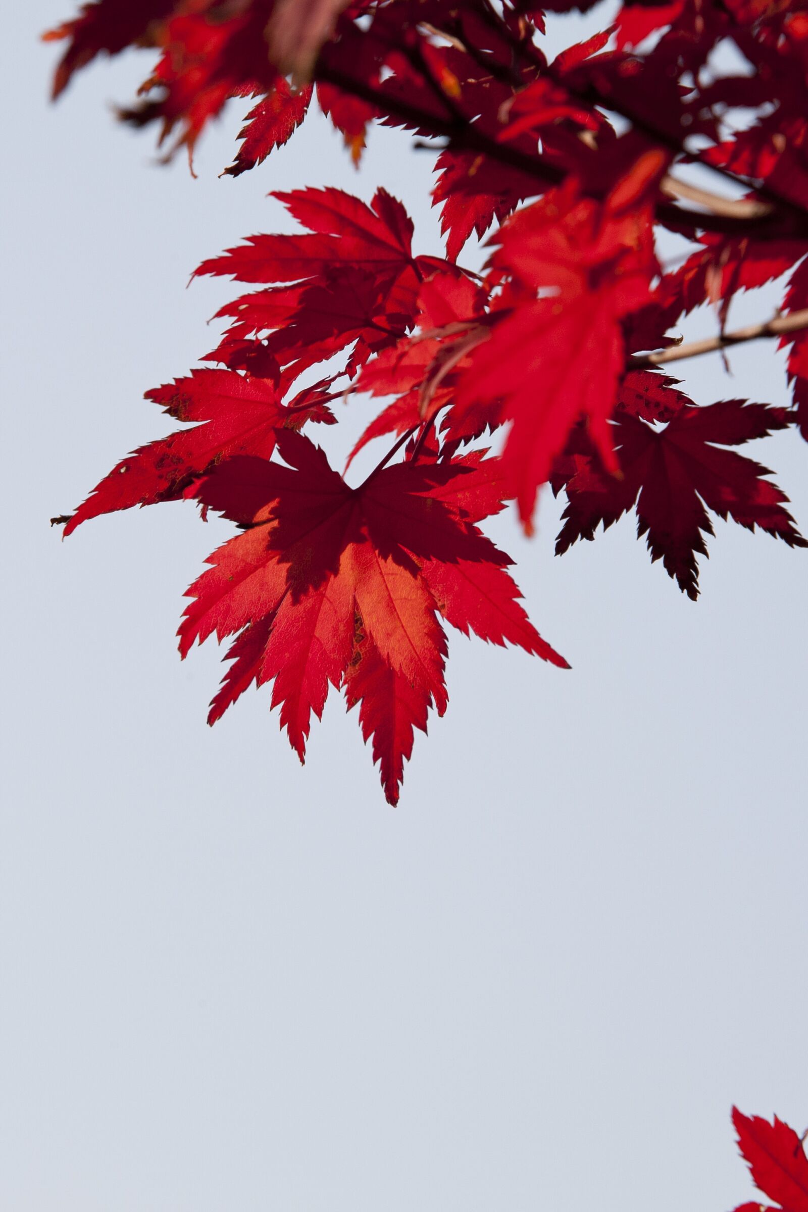 Canon EOS 5D sample photo. Autumn leaves, autumn, red photography