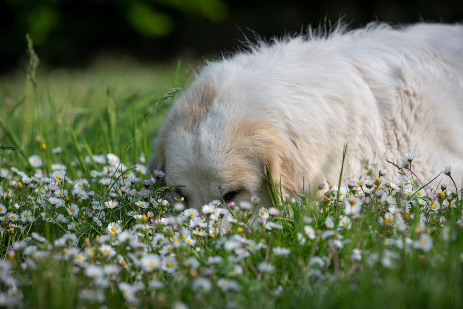 Nikon D750 + Tamron SP 70-200mm F2.8 Di VC USD sample photo. Dog, meadow, flower meadow photography
