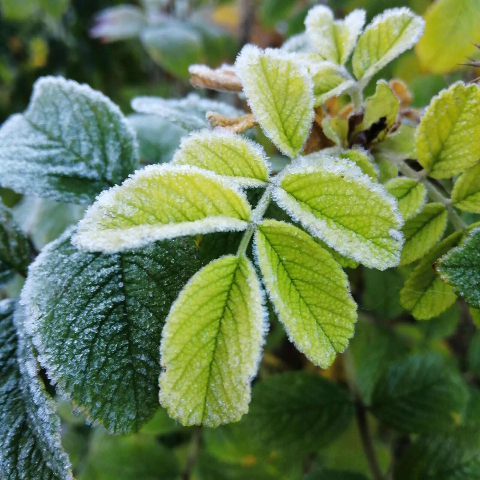 HUAWEI Honor 10 Lite sample photo. Frost, cold, flower photography