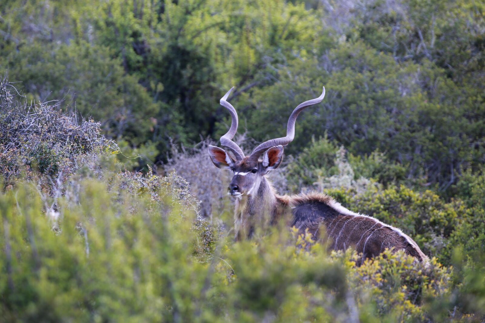 Canon EF 300mm F2.8L IS USM sample photo. Kudu, african, wildlife photography