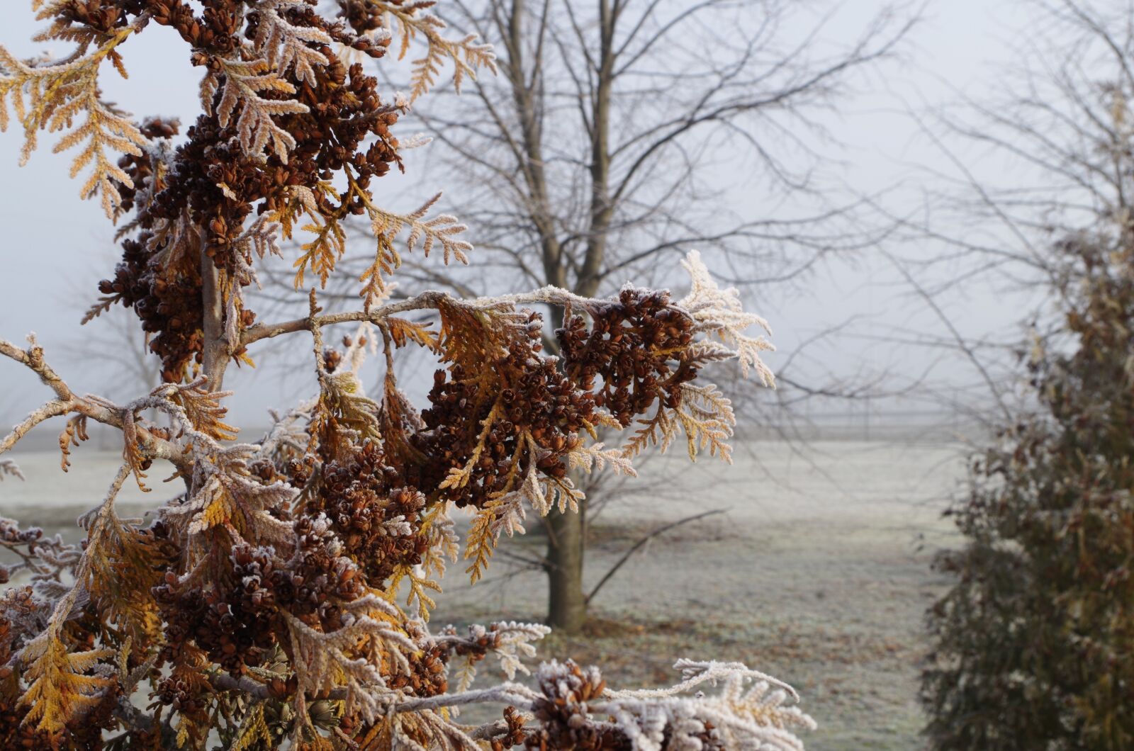 Pentax K-50 sample photo. Tree, nature, winter photography