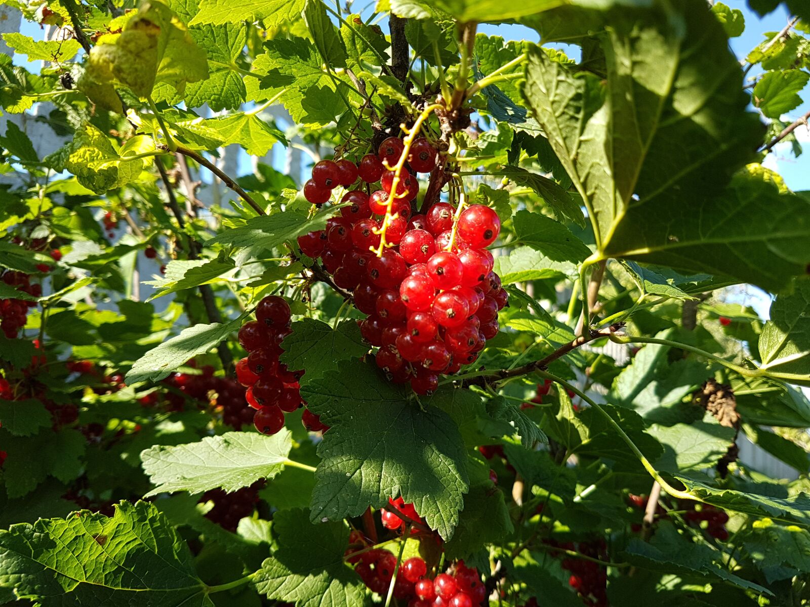 Samsung Galaxy S7 Edge sample photo. Red currant, berry, nature photography
