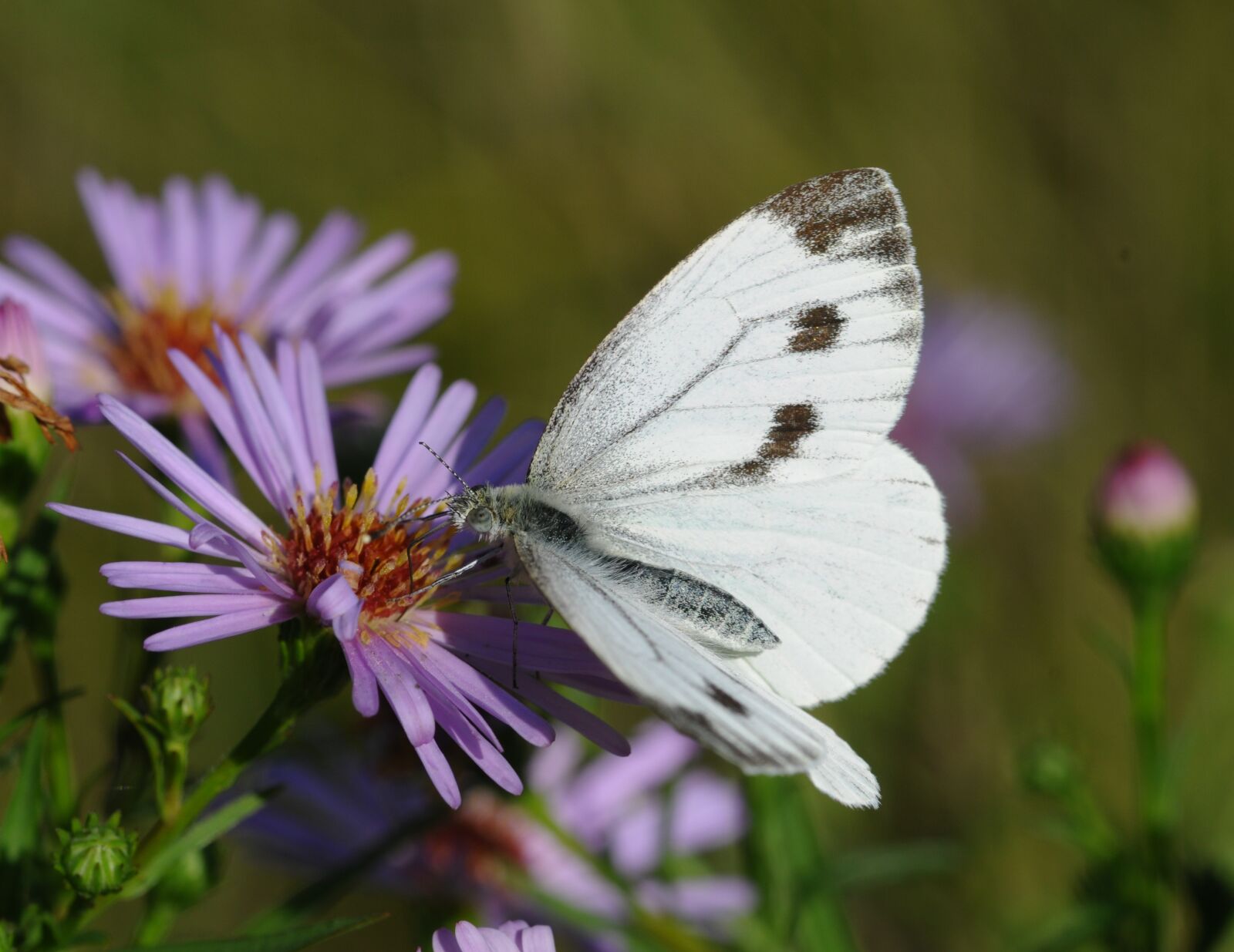 Nikon D300 sample photo. Butterfly, insect photography
