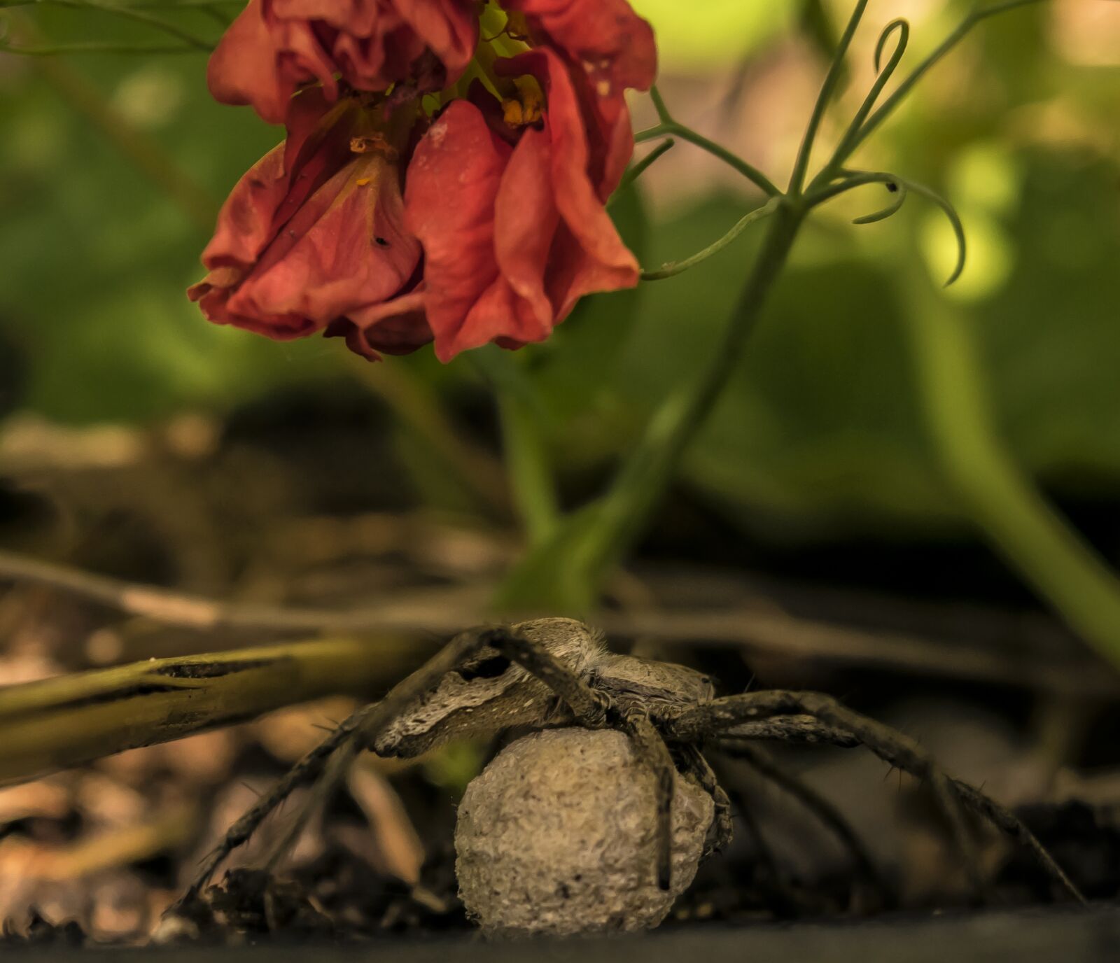 Nikon D3300 sample photo. Spider, egg, garden photography