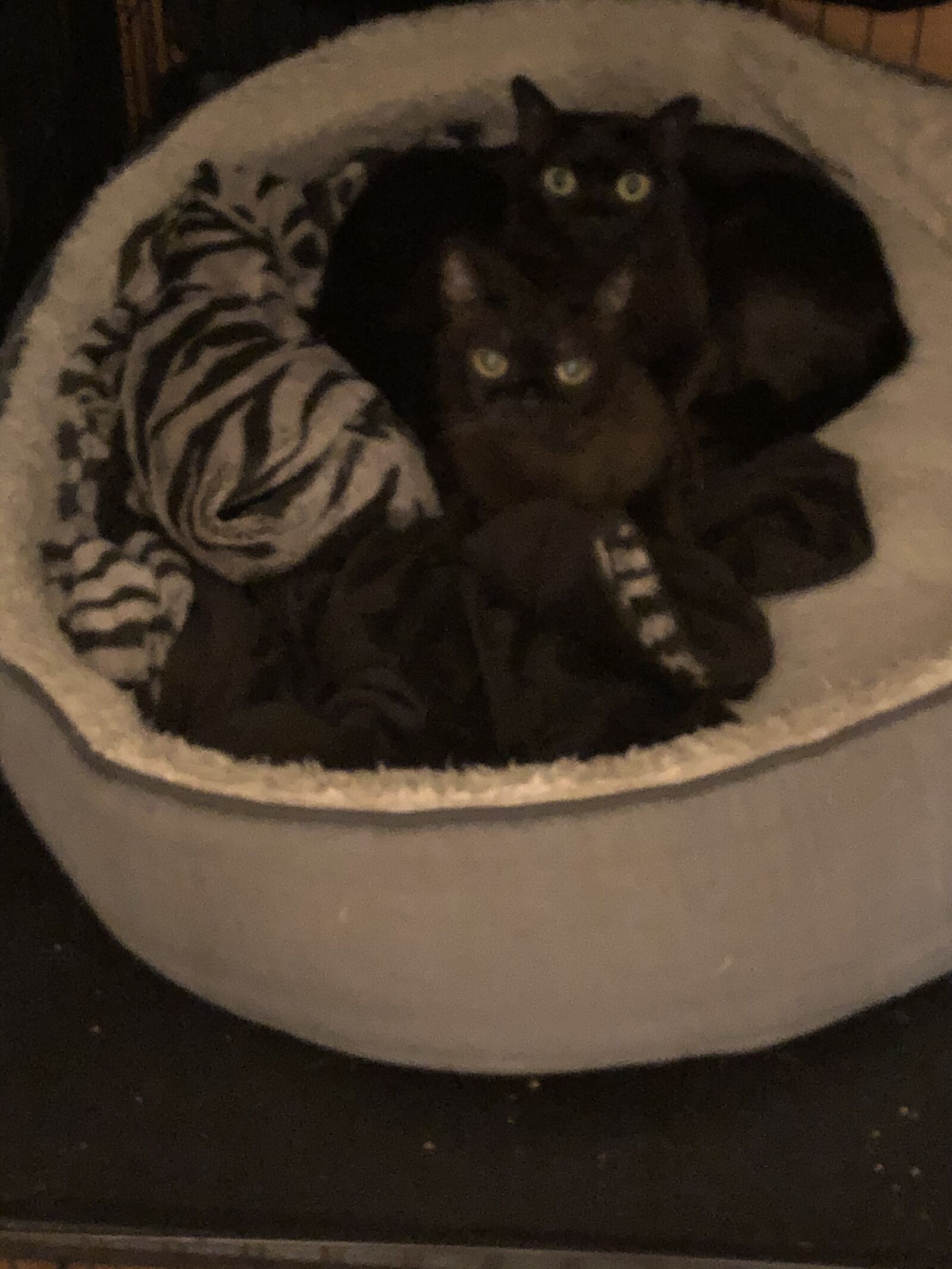 iPhone X back dual camera 4mm f/1.8 sample photo. Cats in kennel, two photography