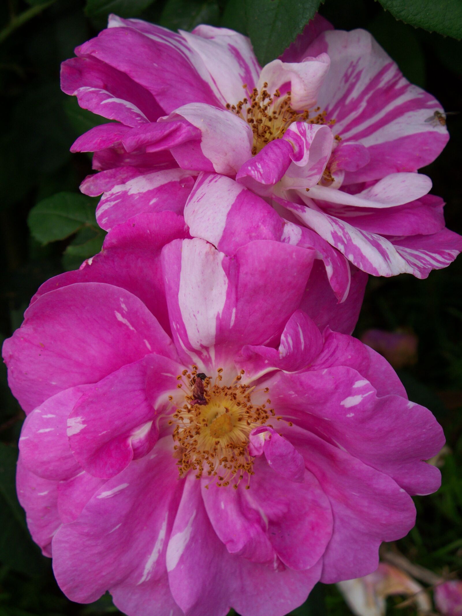 Kodak EASYSHARE Z1485 IS DIGITAL CAMERA sample photo. Flowers, pink, green photography
